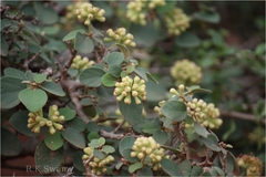 Cordia diffusa